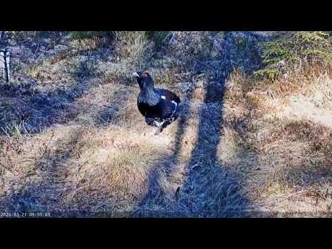 Видео: Capercaillie үүрний салатыг хэрхэн яаж хоол хийх талаар