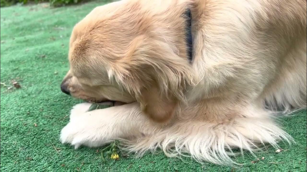 Simba The Vegetarian Golden Retriever YouTube