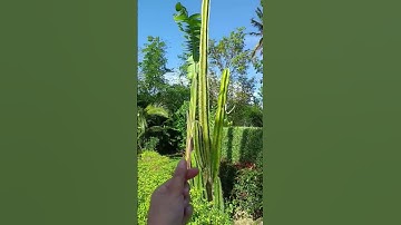Thumbnail of huge Cactus #cactus #cactusmania #gigantic #love #enormous