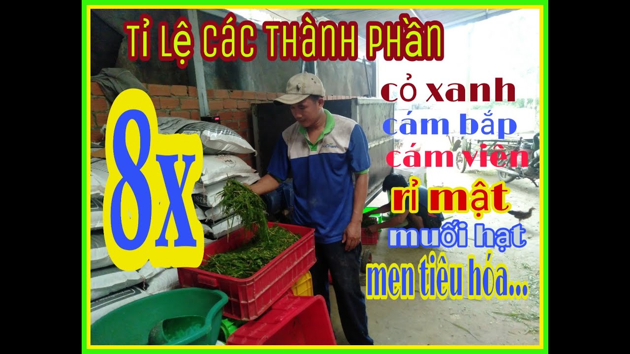 thuc an cho  New  Công thức trộn thức ăn cho Dê của 8x Tây Ninh | @nông nghiệp sạch TH