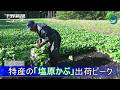 特産の「塩原かぶ」出荷ピーク 那須塩原