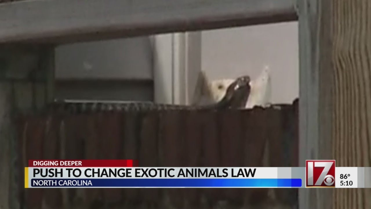 NC senator to introduce new exotic animal legislation after zebra cobra