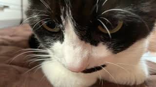 猫のヒゲは金運を招く?! A cat's beard causes money