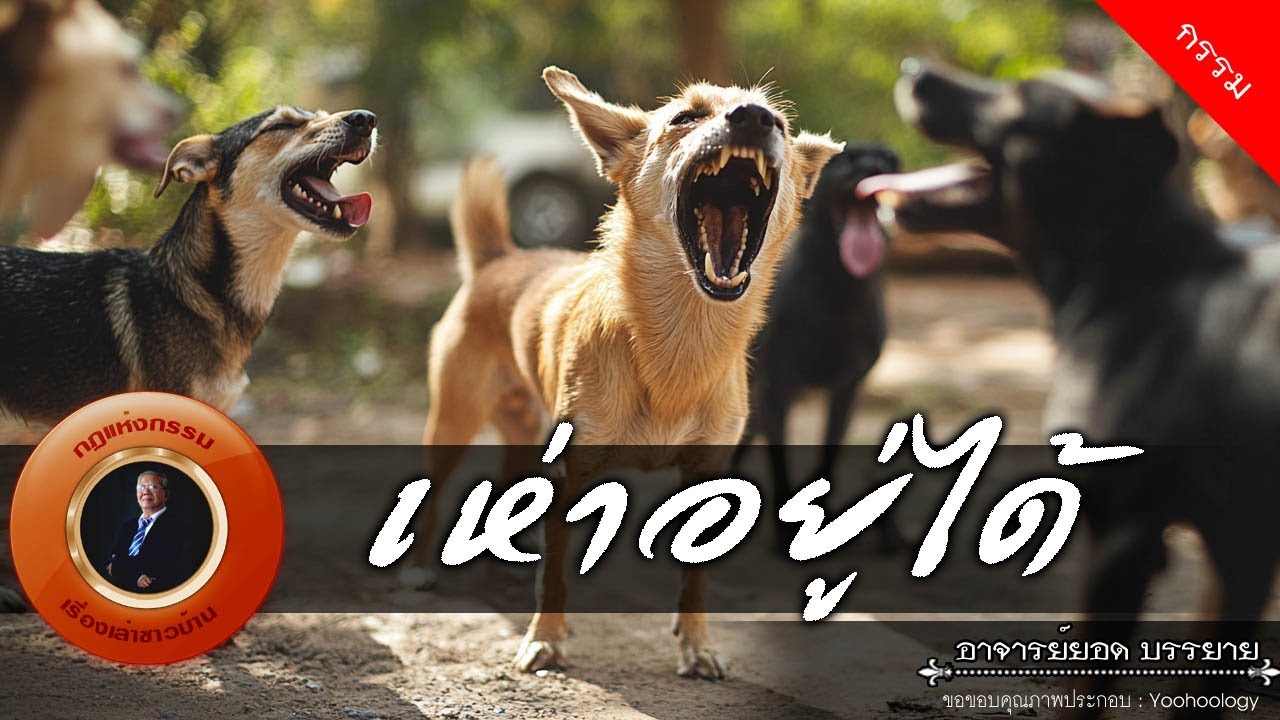 อาจารย์ยอด : เห่าอยู่ได้ [กรรม]