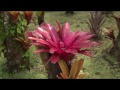 ► Les jardins de Balata &amp; la fin du film documentaire &quot;Escale dans l&#39;île de la Martinique&quot;