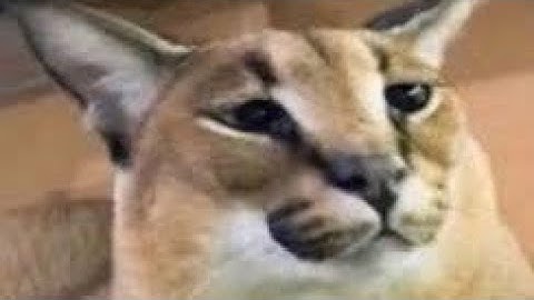 1x1x1x1’s true form or not??