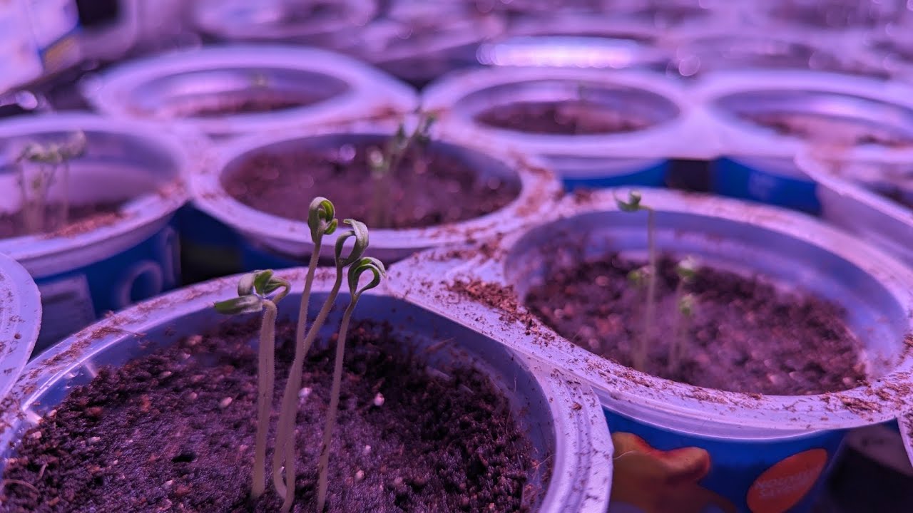 Seeds are coming up, but will our old seeds germinate?!? YouTube