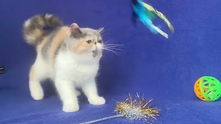 Watch the video about Exotic Shorthair Dilute Calico Female of Majestymeow Cattery!