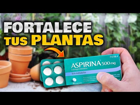 Video: Uso de aspirina en plantas: aspirina en huertas y más