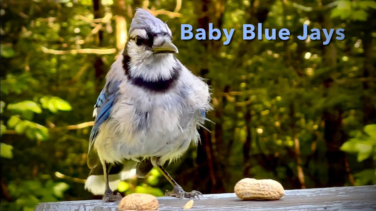 Baby Blue Jays YouTube