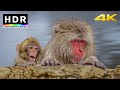 【4K HDR】Snow Monkey Hot Spring - Nagano, Japan 2021