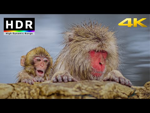 【4K HDR】Snow Monkey Hot Spring - Nagano, Japan 2021