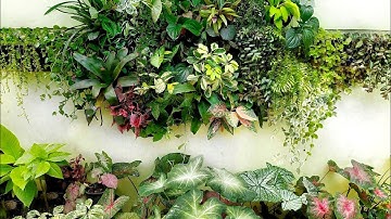 CHEAPEST, EASIEST, QUICKEST DIY LIVING WALL REARRANGEMENT+ ADVANTAGES OF BUILDING VERTICAL GARDENS
