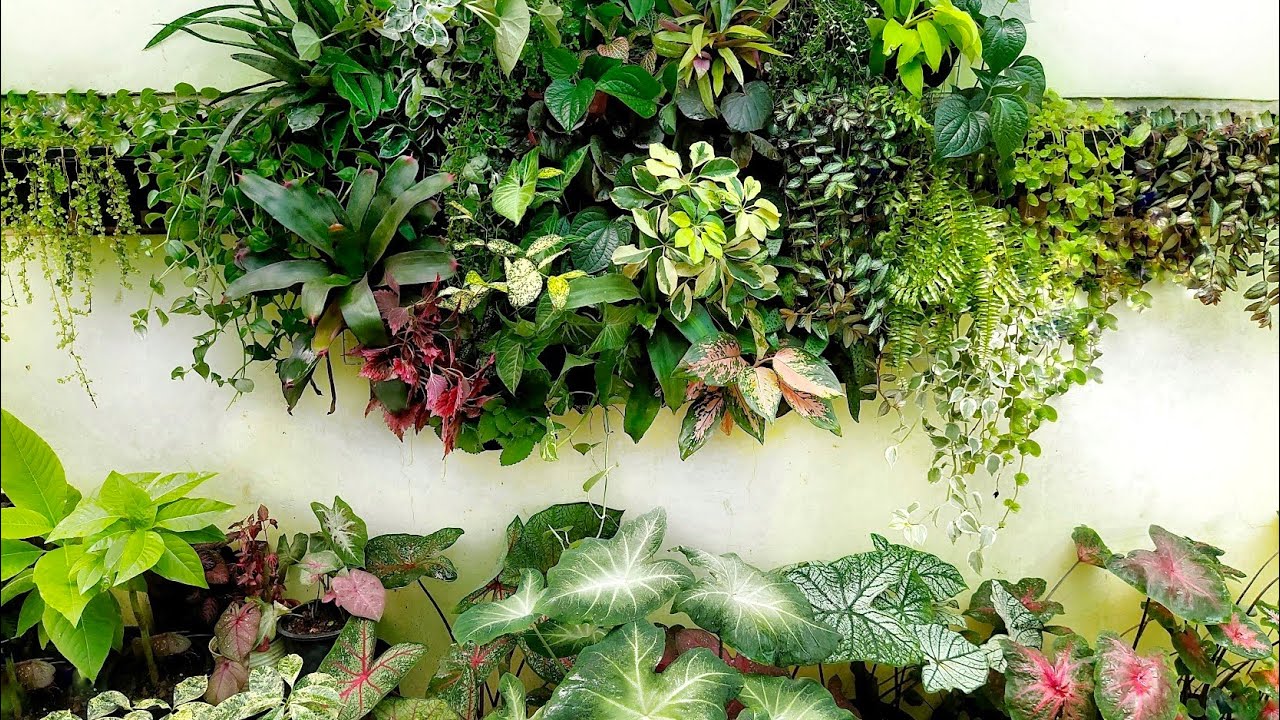 CHEAPEST, EASIEST, QUICKEST DIY LIVING WALL REARRANGEMENT+ ADVANTAGES