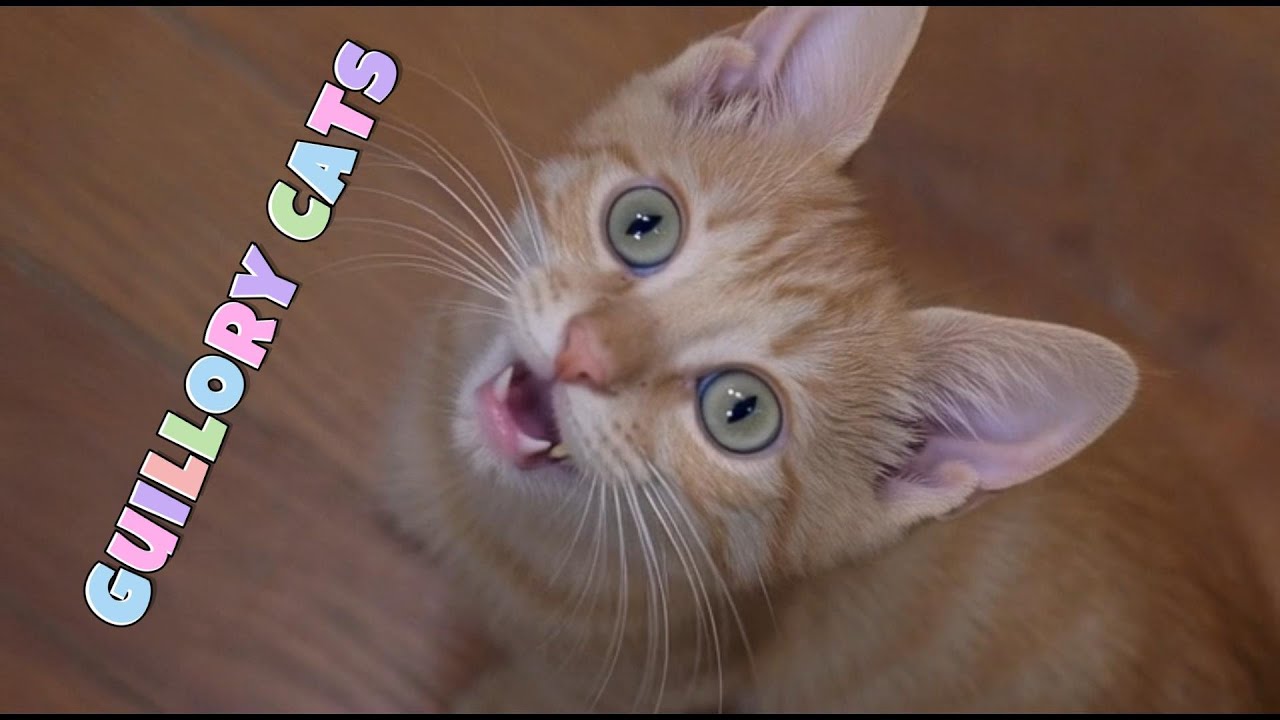 Чем занимаются коты Гиллори во вторник? 😻