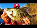 This irresistible bait is a crappie catching machine