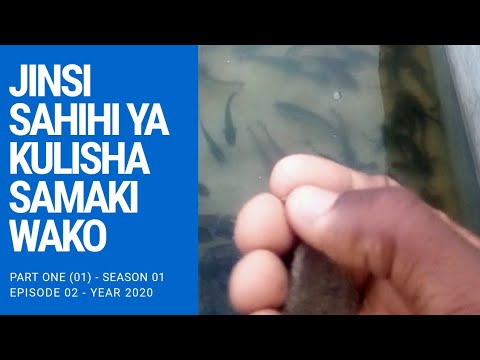 Video: Jinsi Ya Kulisha Mnyama Wako