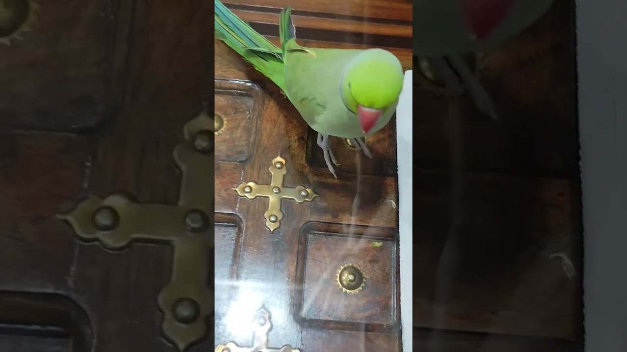 Sabzi Chor Totaa 😱🥬| Funny Parrot Viral Shorts