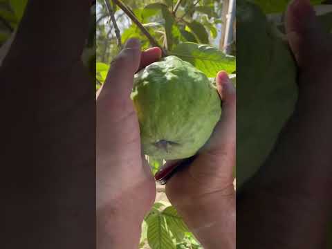 يوسف الحمراشدي مشتل الرستاق