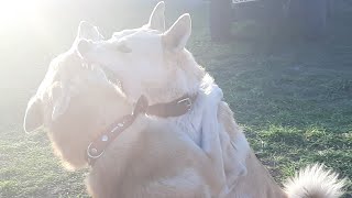 Лайки и щенки/Утро/Заботы Лайки и щенки/Утро/Заботы