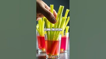 The Whispering Celery Lab: Exploring Capillary Action at Home