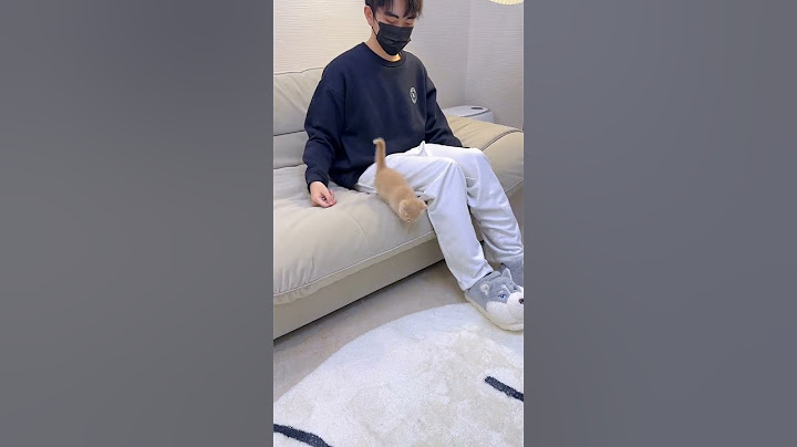 【獨生子的日常】让猫咪陷入无限循环#小奶猫 #铲屎官的乐趣