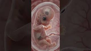What a 7-8 week embryo looks like inside the womb 👶 #EmbryoDevelopment #Pregnancy #MedicalAnimation