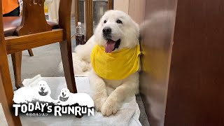 また雷...今年は雷が多くてとても困るルンルンです　Great Pyrenees　グレートピレニーズ