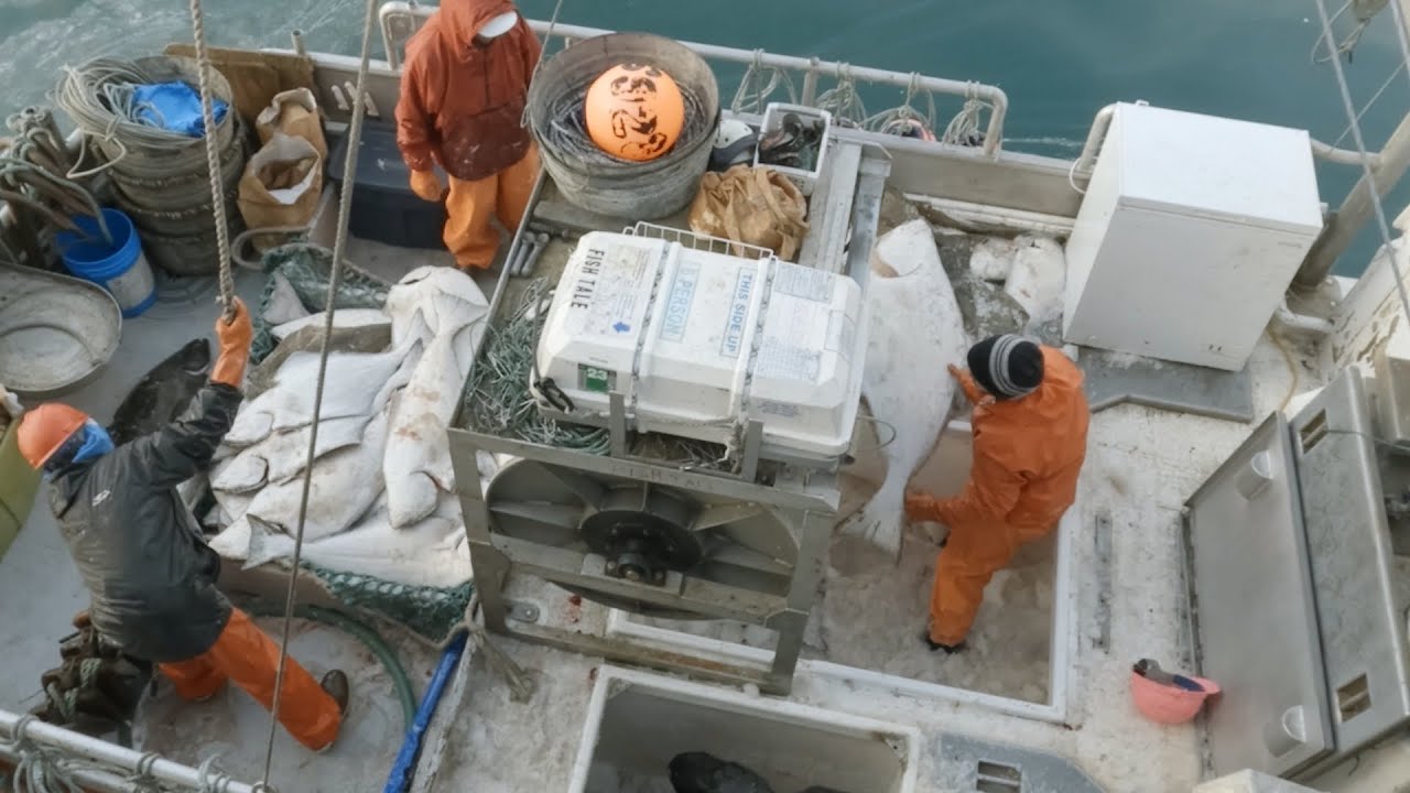 Cleaning then Delivering Our Catch! - 2023 Alaska Halibut Season