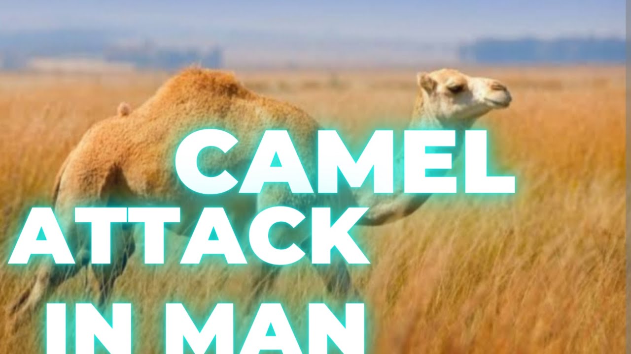 When a Camel Loses Control – Shocking Human Attacks Caught on Camera”