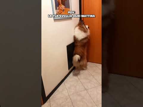 Video: I cani possono rimanere incinti se non hanno mai avuto un periodo?