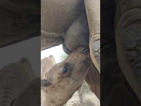 صغير الناقة يشرب الحليب بطريقة غريبة في صحراء ثار 