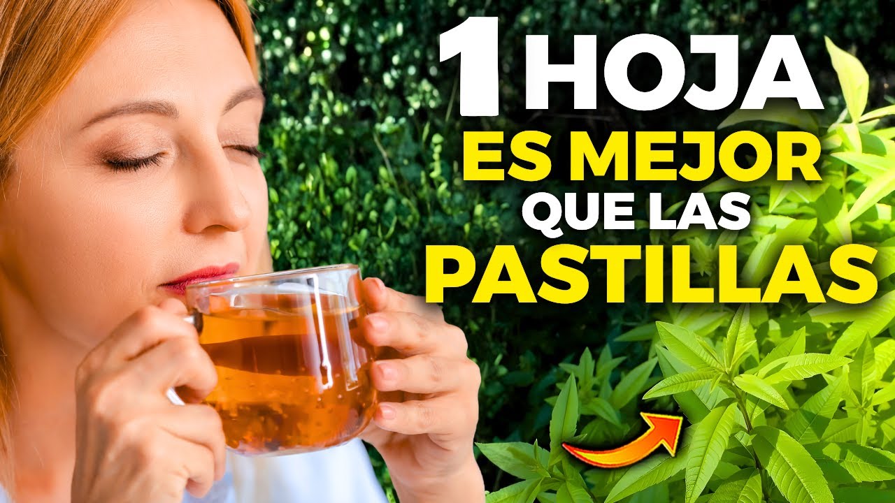 ¡No Subestimes esta HOJA! Propiedades del Cedrón o Hierba Luisa | Beneficios y Cómo Tomarla