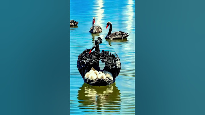 Mama Duck and Her Adorable Ducklings A Floating Adventure!