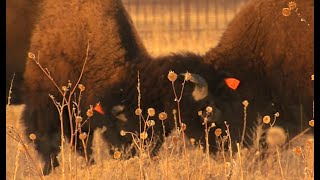 Caprock Canyon- Saving The Southern Plains Bison