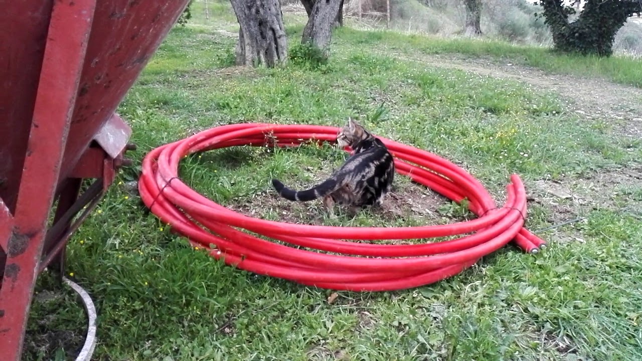 Ciccetto incontra Zorba