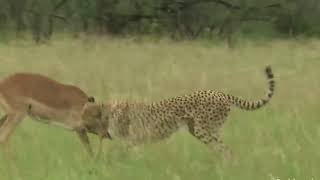 WORLD’S FASTEST ANIMALS FAIL! Grant’s Gazzele Take Down Cheetah With Horns, Lion Hunt Imapala Fail