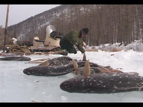 Winter fishing in the mountains of Baikal region.There will sure be fish, Mikhalich! Russia