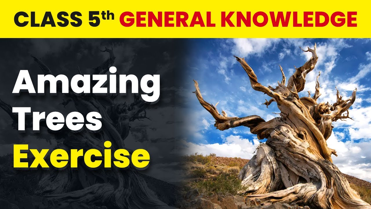 Lessons Tree Exercise Amazing Trees - Exercise | Class 5 General Knowledge | CBSE 2024-25 ...