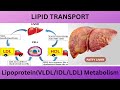 LIPID TRANSPORT 3.LDL/VLDL/IDL LIPOPROTEIN METABOLISM.LDL FORMATION, UPTAKE TRANSPORT AND CLEARANCE