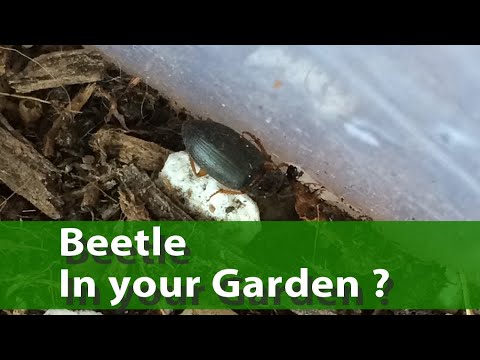 Clock Insect Black Clock Beetle Beneficial Insect - YouTube