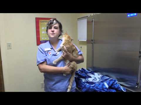Video: Så här applicerar du en aktuell medicinering mot din katt