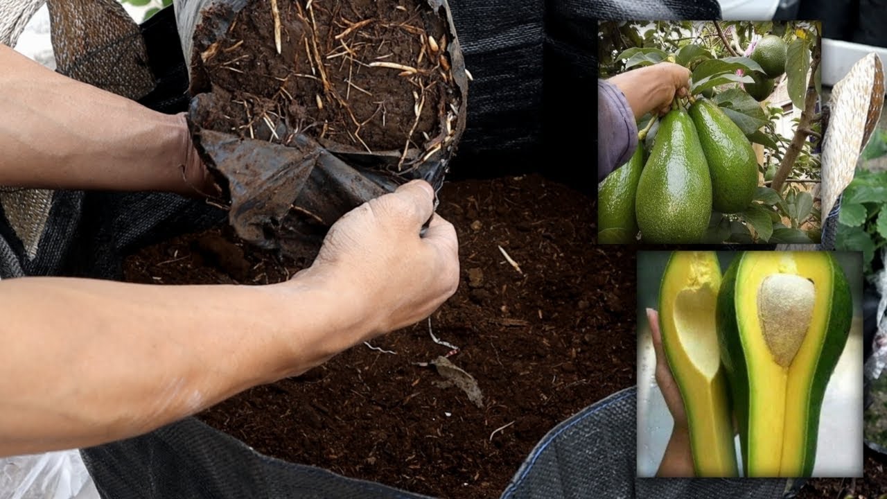 cara menanam alpukat tabulam pot, tabulampot alpukat 