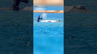 Backhaus duldet privaten Rettungsversuch für Buckelwal Timmy vor Poel #deutschlandaktuell