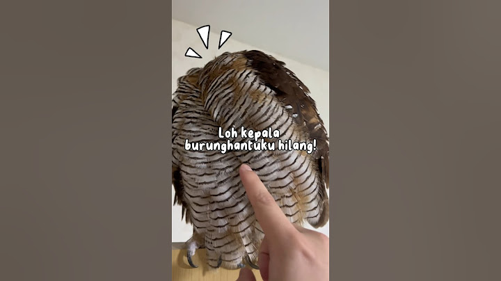 Kepala burunghantuku hilang! #animals #animalfunny #burunghantu #animal #pets #animalhumor
