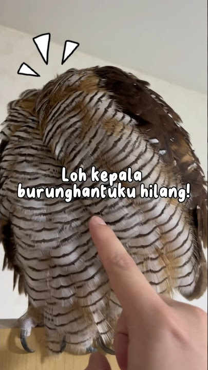 My owl's head is missing! #animals #animalfunny #owl #animal #pets #animalhumor