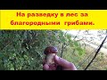 На разведку в лес за грибами. Ищем благородные грибы. Как отличить ложный боровик от настоящего.