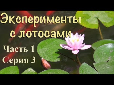 Эксперименты с лотосами. Часть 1, серия 3