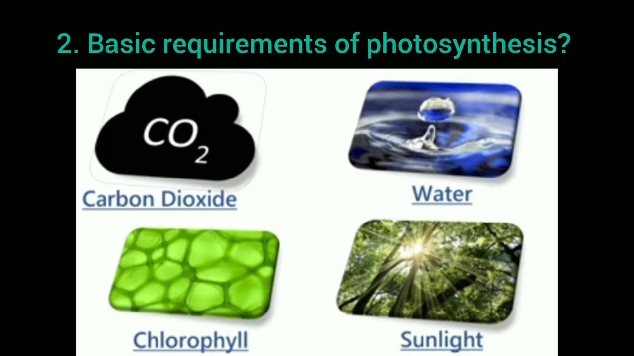 What is photosynthesis process in plant?। How plant make food?। process