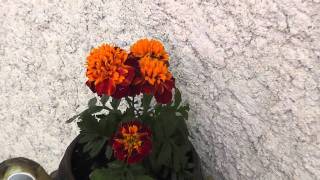 Video Thumbnail for Panasonic HDC-SD60 Video Test